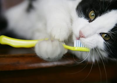 Cat teeth cleaning