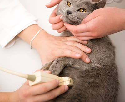 Vet performing a cat ultrasound