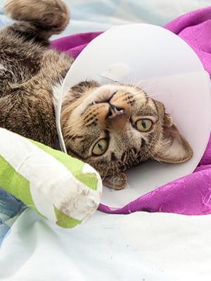 Cat wearing a cone after orthopedic surgery