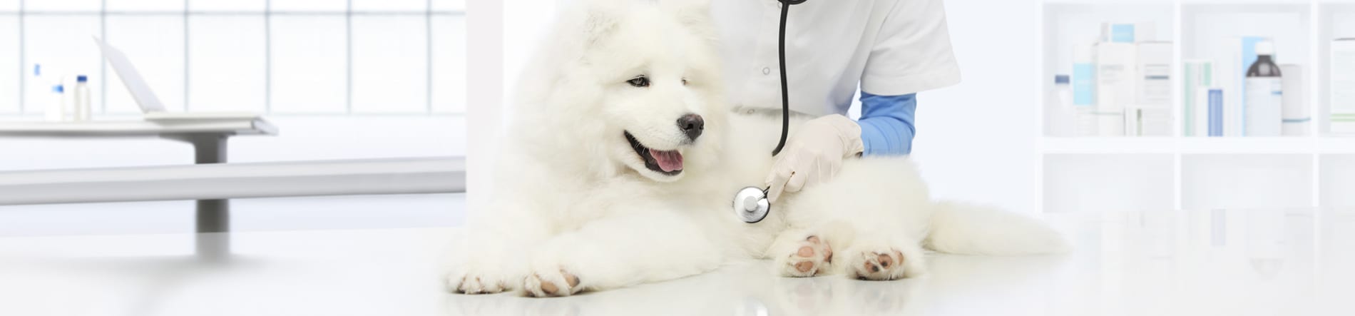 Orthopedic Dog and Cat Surgery in Altadena, CA