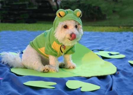 Dog Dressed as a Frog