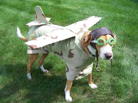 Dog Dressed as an Airplane