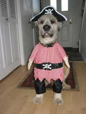 Dog Dressed as a Pirate
