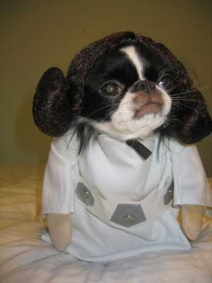 Dog Dressed as Princess Leia