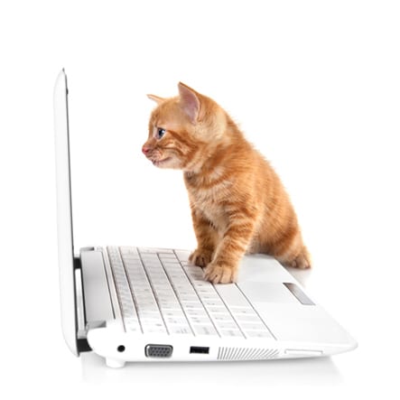 Tabby small kitten looking at the screen Pet Care Education in Altadena: Cat Looking At Computer