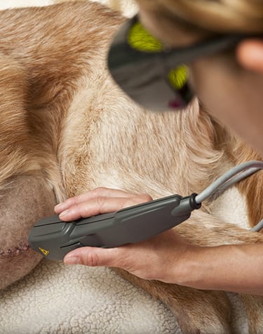 Veterinarian performing laser therapy for pain relief