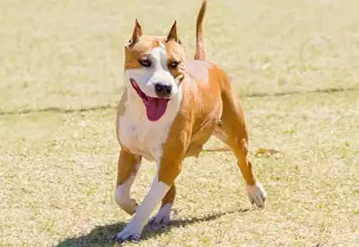 Dog playing outside with cropped ears