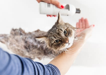 Pet Dermatology in Altadena: Woman Gives Cat a Bath