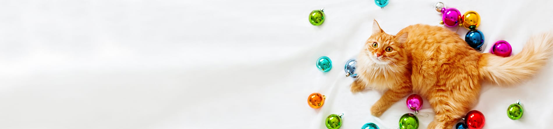 Cute ginger cat lies among Christmas decorations - bright colorful balls. The fluffy pet comfortably settled to play. Cozy holiday background, morning bedtime at home. Flat lay, top view. Holiday Pet Safety in Altadena: Cat Sitting With Colorful Ornaments
