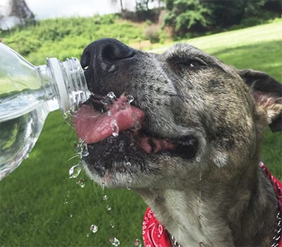 Dog drinking water to cool off in the heat