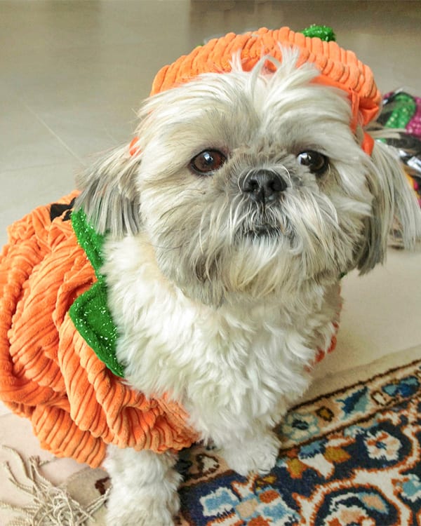 Pet Halloween Costume Safety Tips