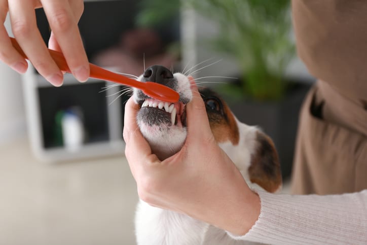 Dog Teeth Cleaning in Altadena, CA