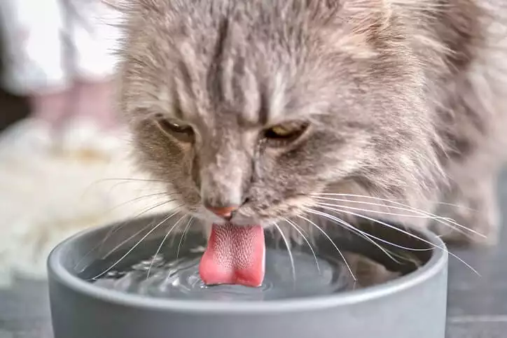 Cat drinks lots of water in Altadena, CA