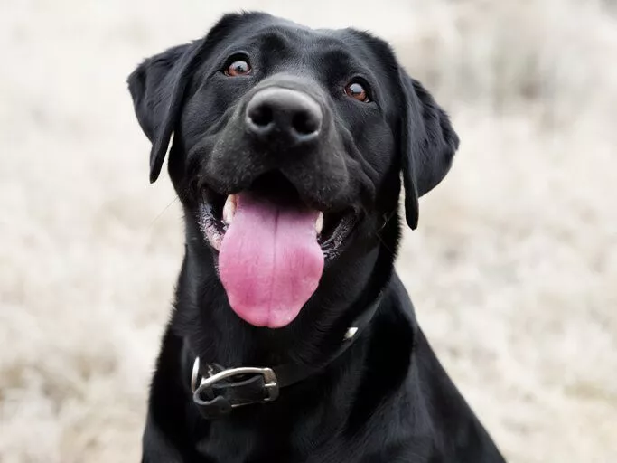 how does panting cool down a dog