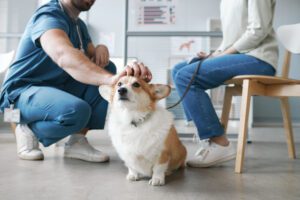 dog-with-owner-consulting-vet