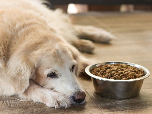 older-dog-laying-next-to-food-bowl