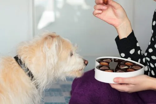 dog-watching-owner-eat-chocolate