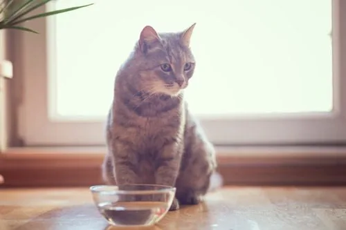 cat-sitting-behind-bowl-of-water
