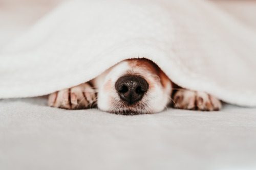 dog-nose-peeking-out-beneath-blanket