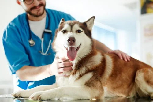 male-vet-petting-siberian-husky-dog-at-clinic
