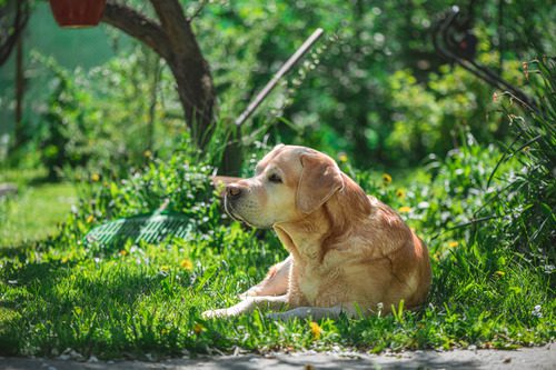 labrador-dog-laying-in-shady-grass-area