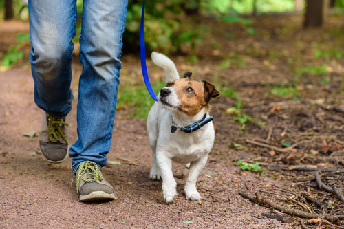 man-hiking-outdoors-with-his-dog-on-leash