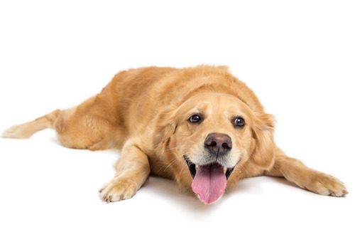 close-up-of-anxious-golden-retriever-dog-panting-with-head-low