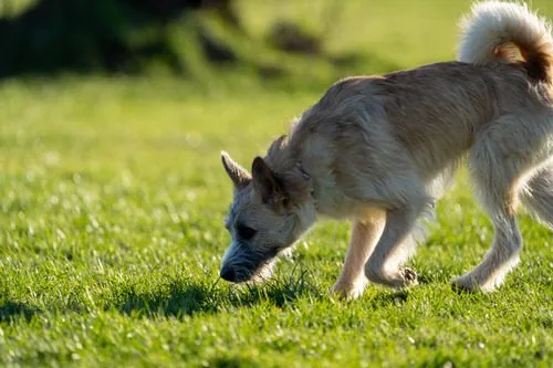 dog-sniffing-the-grass-in-park-near-sunset